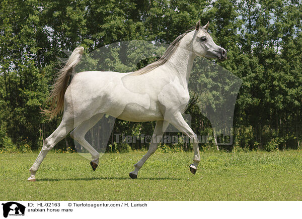 arabian horse mare / HL-02163