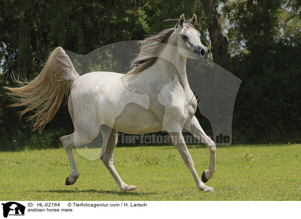 arabian horse mare / HL-02164