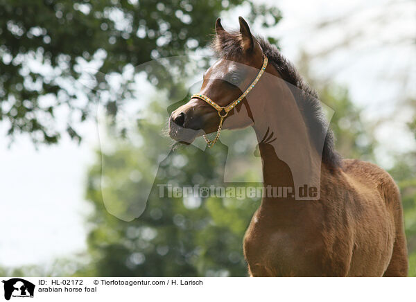 arabian horse foal / HL-02172