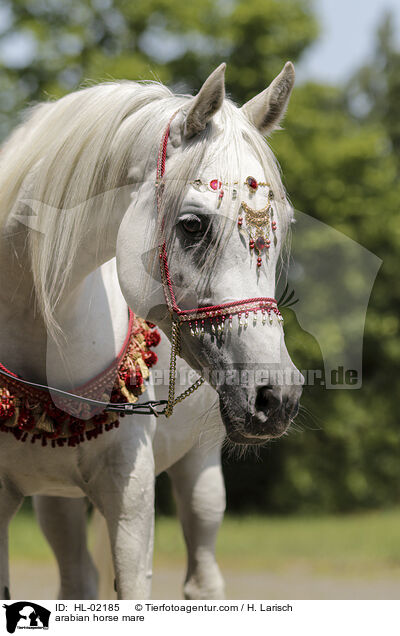 arabian horse mare / HL-02185