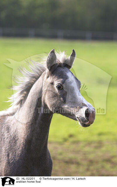 arabian horse foal / HL-02201