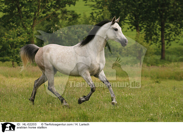 arabian horse stallion / HL-02203
