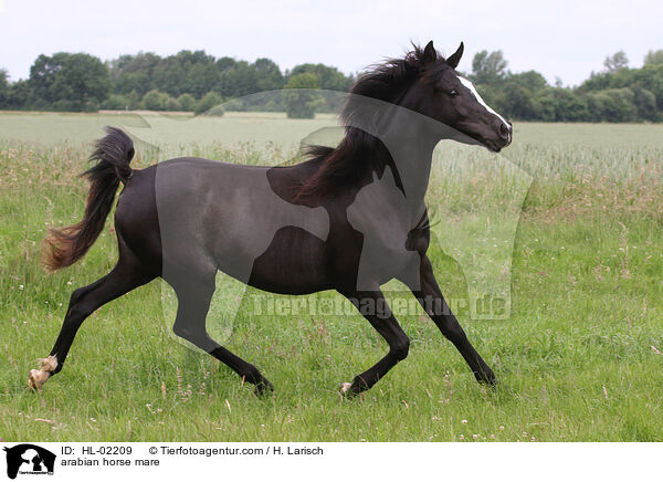 arabian horse mare / HL-02209