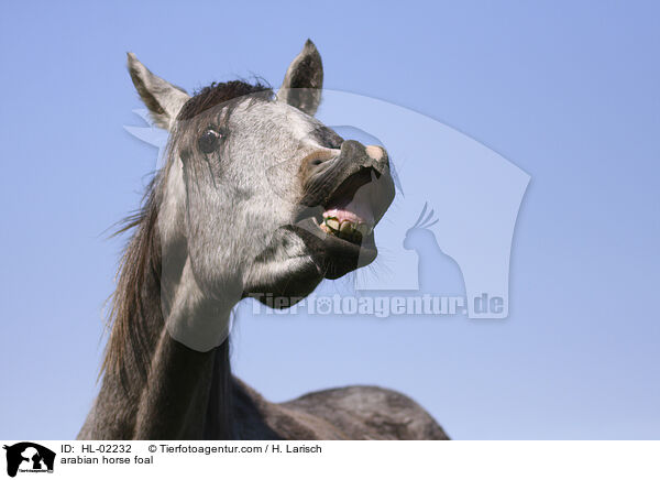 arabian horse foal / HL-02232