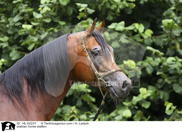 arabian horse stallion / HL-02237