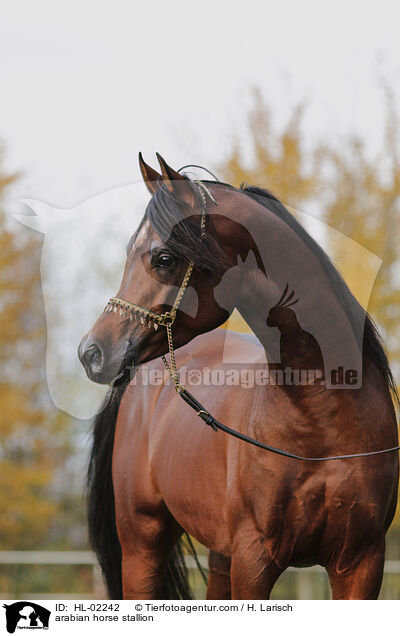 arabian horse stallion / HL-02242