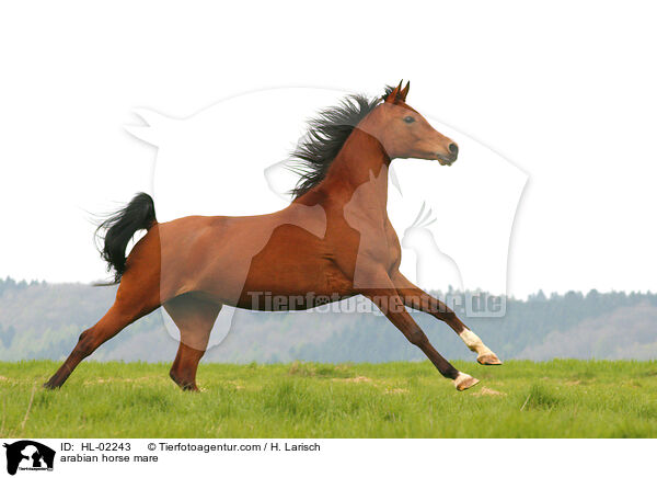 arabian horse mare / HL-02243