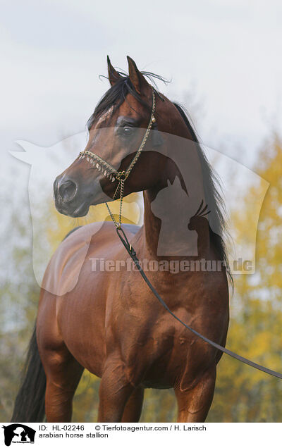 arabian horse stallion / HL-02246