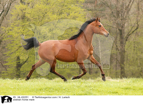 arabian horse mare / HL-02251
