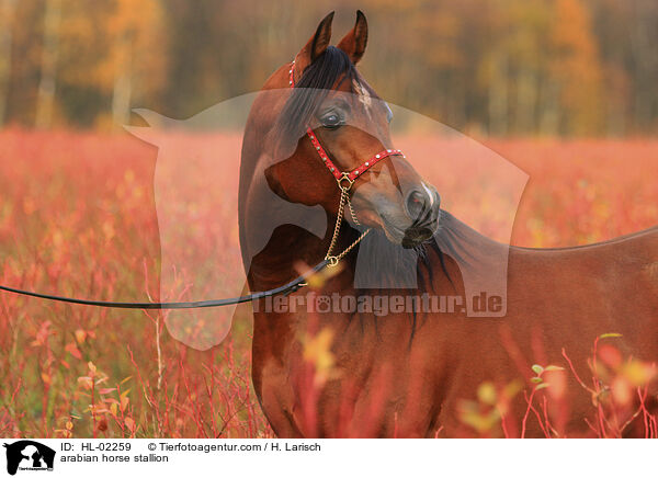 arabian horse stallion / HL-02259