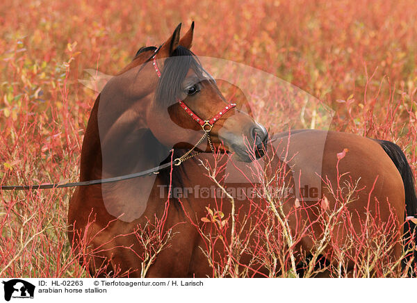 arabian horse stallion / HL-02263