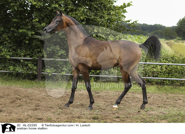 arabian horse stallion / HL-02295