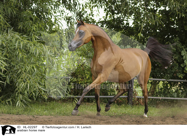 arabian horse mare / HL-02297