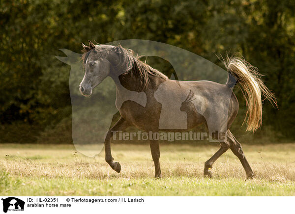 arabian horse mare / HL-02351