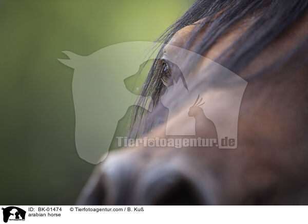 arabian horse / BK-01474