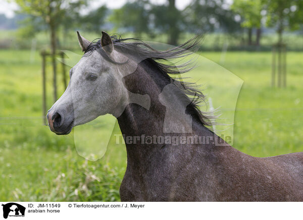 arabian horse / JM-11549