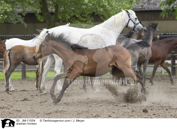 arabian horses / JM-11554