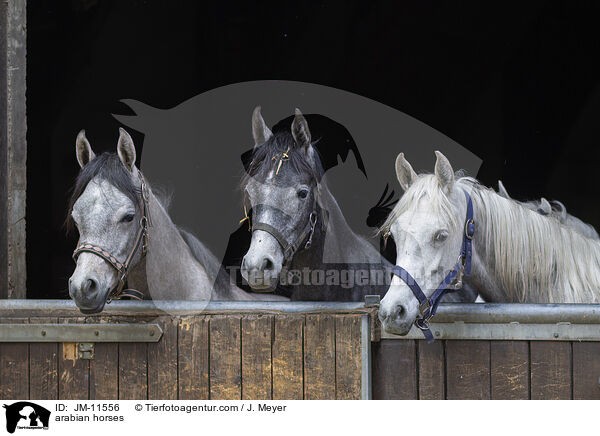 arabian horses / JM-11556