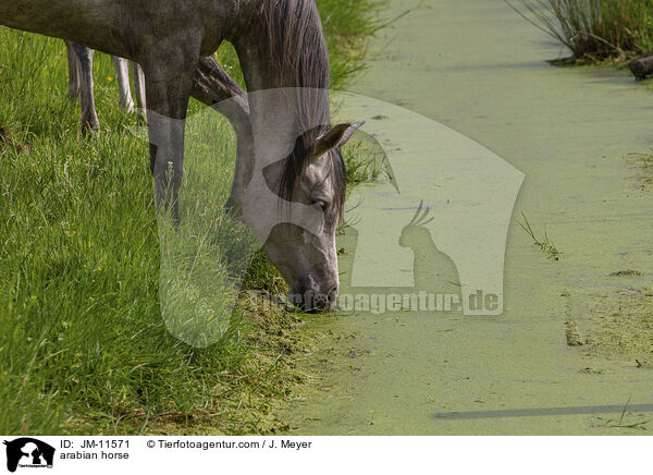 arabian horse / JM-11571