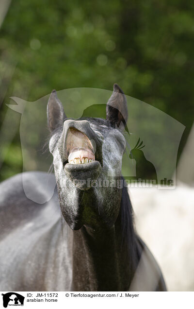Araber / arabian horse / JM-11572