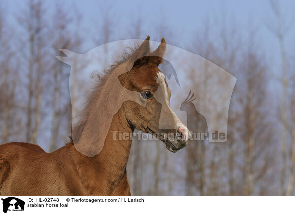 arabian horse foal / HL-02748