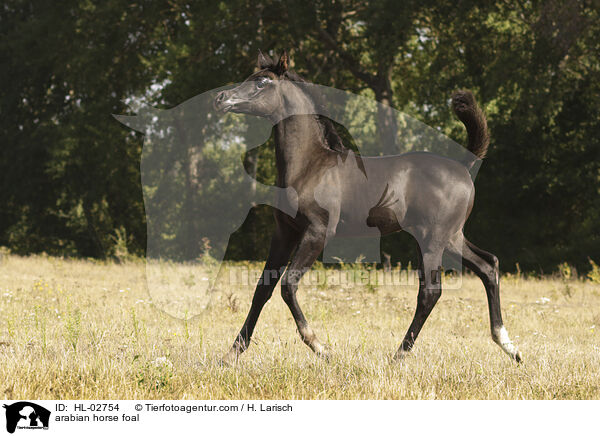 arabian horse foal / HL-02754
