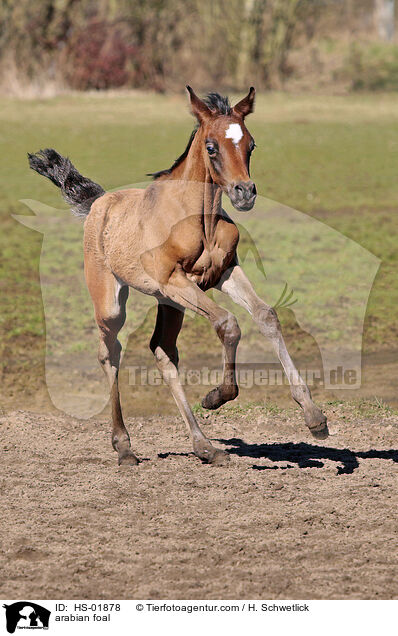 Araber Fohlen / arabian foal / HS-01878