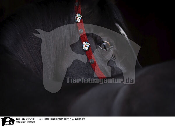 Arabian horse / JE-01045