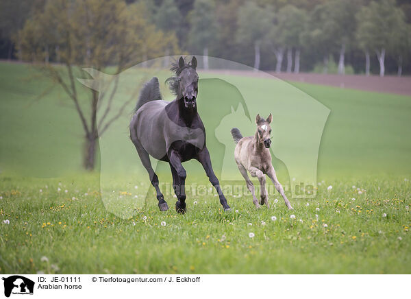 Arabian horse / JE-01111