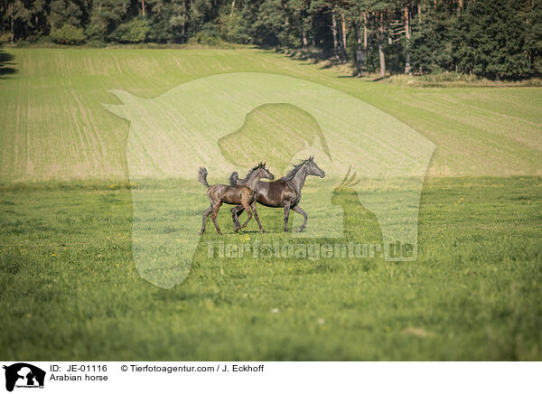 Arabian horse / JE-01116