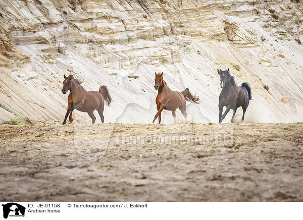 Arabian horse / JE-01158