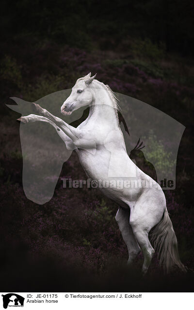 Arabian horse / JE-01175
