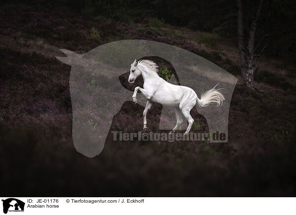 Arabian horse / JE-01176