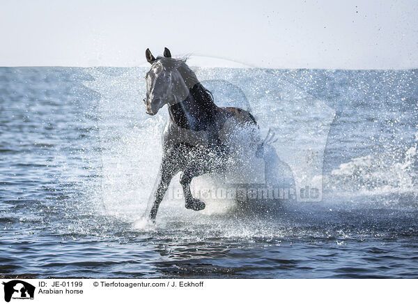 Arabian horse / JE-01199