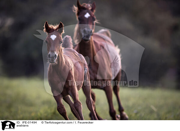 arabians / IFE-01494