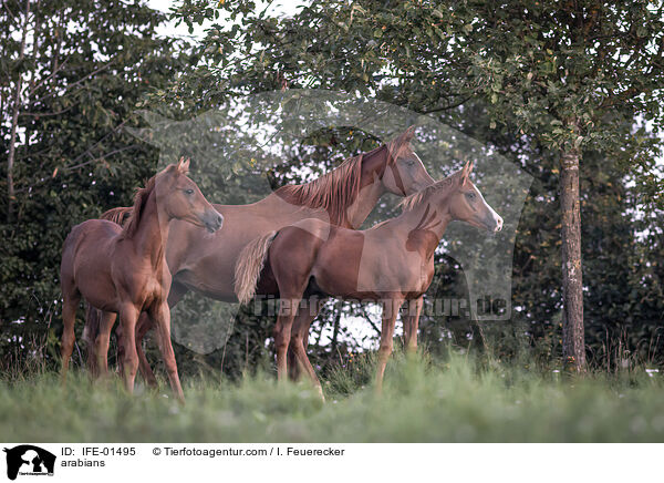 arabians / IFE-01495