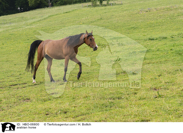 arabian horse / HBO-06800