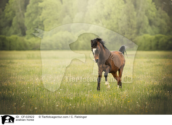 Araber / arabian horse / CF-02922
