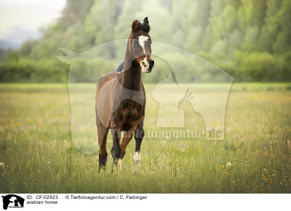 Araber / arabian horse / CF-02923