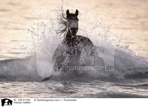 Araber Hengst / Arabian stallion / IFE-01795