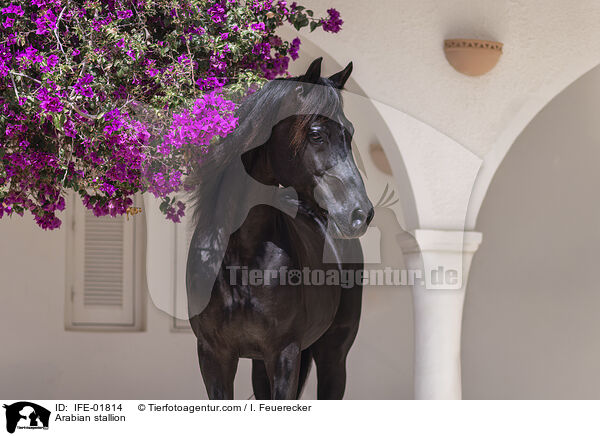 Araber Hengst / Arabian stallion / IFE-01814