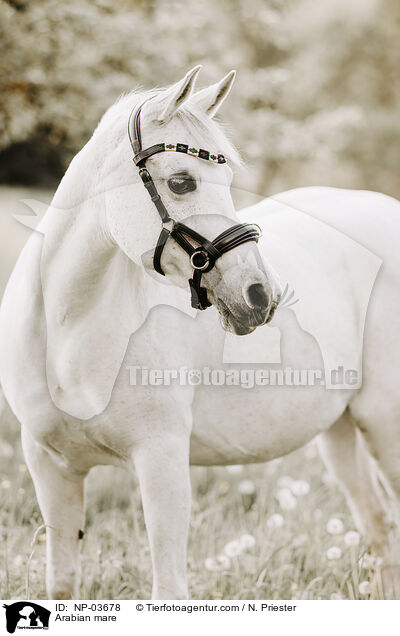 Araberstute / Arabian mare / NP-03678