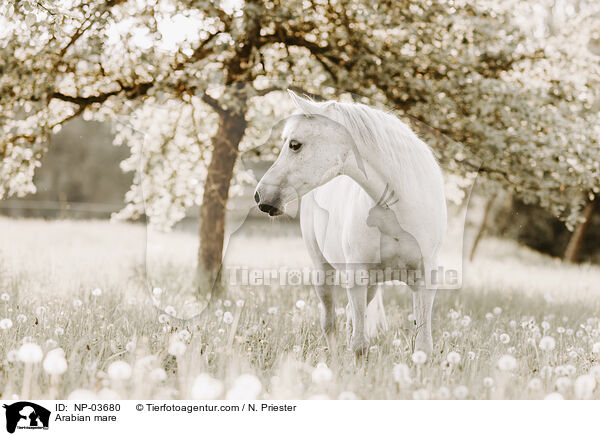 Araberstute / Arabian mare / NP-03680