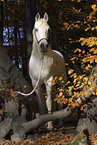 arabian horse