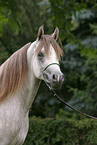 white arabian horse