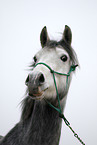 arabian horse portrait