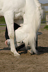 arabian horse