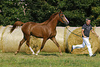 trotting arabian horse