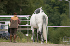arabian horse