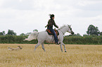 woman rides arabian horse